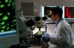 Researcher works in the laboratory