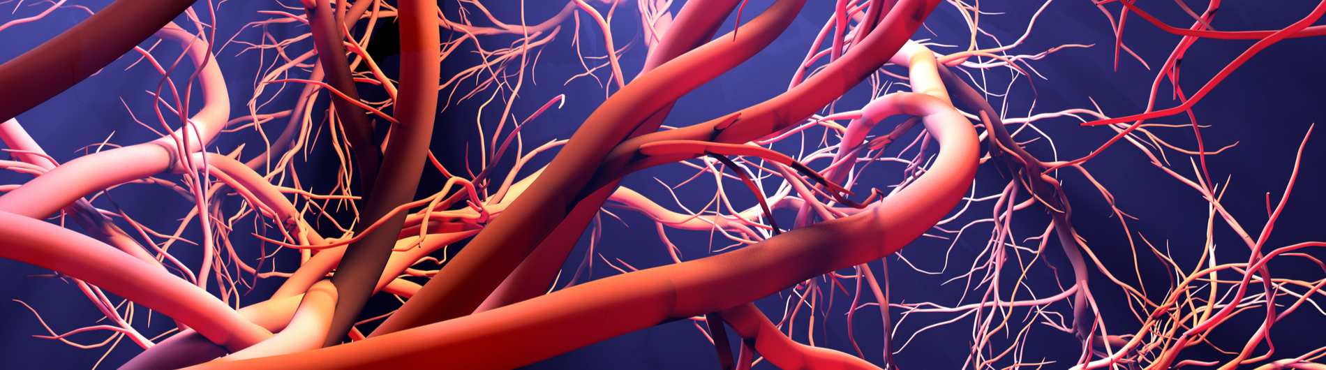 new blood vessels photo