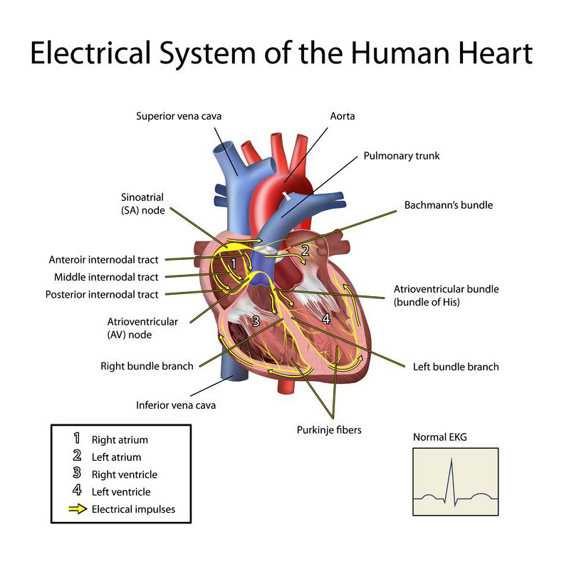 Heart Basics - Highland Hospital - University of Rochester Medical Center
