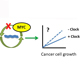 Tumor suppression by the molecular clock
