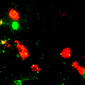 Pomc (red) and cfos (green) staining in the arcuate nucleus of WT mouse after inducing hypoglycemia