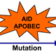 Role of AID/APOBEC mutagenesis in evolution of aggressive lymphoid malignancies