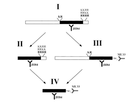Diagram of proCGRP cleaving at two sites