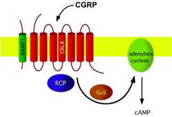 Functional CGRP receptor
