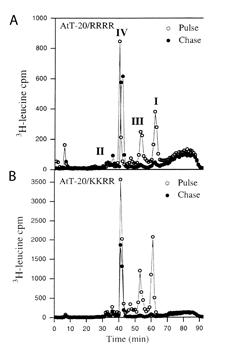 Plot showing pulse-chase experiment with propeptide