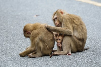 Photo of macaque monkey