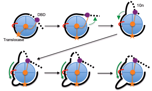 Mechanism of SWI/SNF and RSC remodeling