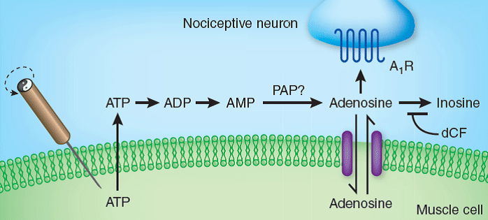 Schematic of acupunture induced analgesic pathway