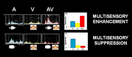 Examples of Multisensory Interactions in PFC Neurons
