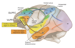 Functional Organization of Primate Prefrontal Cortex