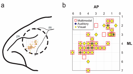 Recording Sites of Multisensory Neurons - Single Subject