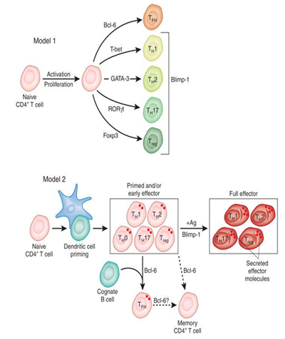 Models of the specificity and role of CD4 T Cells