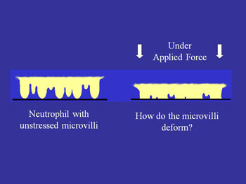 Unstressed microvilli v. microvilli when force is applied