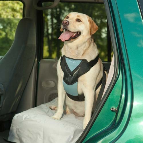 Safety Travel Tips for Pets