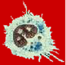 Immunobiology and Stress Response Laboratories