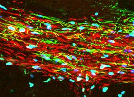 Mouse cells coated in myelin