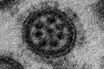 Infectious Disease & Vaccine Design