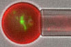 Biomedical Nanotechnology