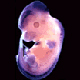 Picture of Developmental expression