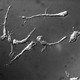 T lymphocyte migration; live-cell imaging by a novel fluorescence-based technique