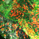 The Pivotal Role of VLA-1 in T cell Immunity to Influenza