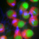 Molecular Mechanisms in Inner Ear Development