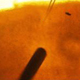 Optogenetic Control of Epileptic Activity