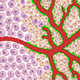 Preclinical Evaluation of New Optical Contrast Agents and Cancer Therapies