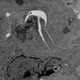 B Cell Response to Viruses that Infect the Respiratory Tract (M. Sangster)