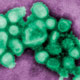 Immune Responses to the 2009 Pandemic H1N1 Virus