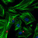 ELMO-dependent Cell Signaling During Apoptotic Cell Engulfment and Cell Motility