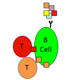 The Specificity and Function of Follicular CD4 T Cells in Response to Protein Vaccination and Influenza Infection