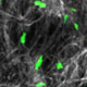 CD4 T Cell Motility in Inflamed Tissue