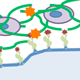 Tissue Engineered Periosteum Approaches to Heal Bone Allograft Transplants