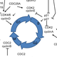 hBVR's Roles in the Cell Cycle