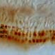 Picture of Photomicrographs