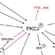hBVR and Protein Kinases & Phosphatases