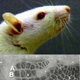 Picture of Array of rat whiskers