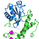 Phosphorylation of Splicing Factor-1