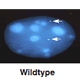 Picture of Transgenic mice generation