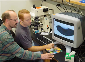 Researchers examine a fruitfly embryo
