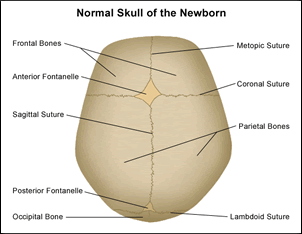Normal Skull of the Newborn