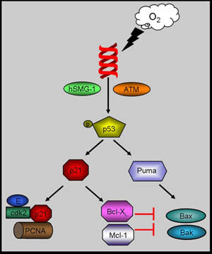 Cellular Responses to Oxygen-Induced Damage 