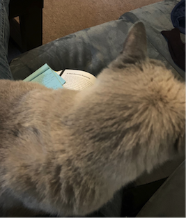 Cat On Book
