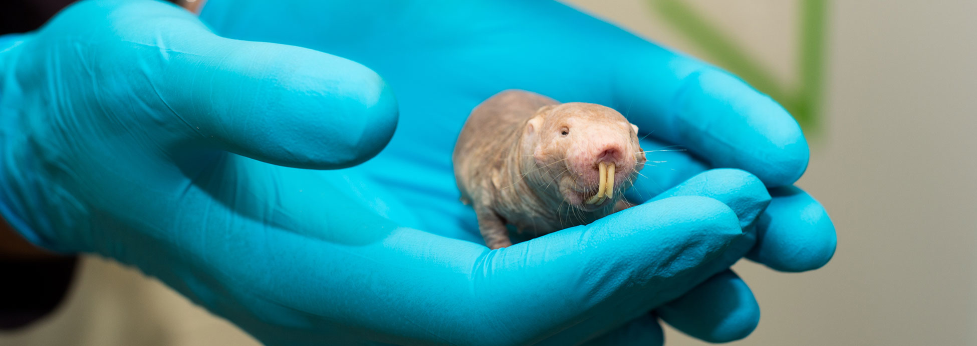 Research: Naked mole rats may hold secret to longevity