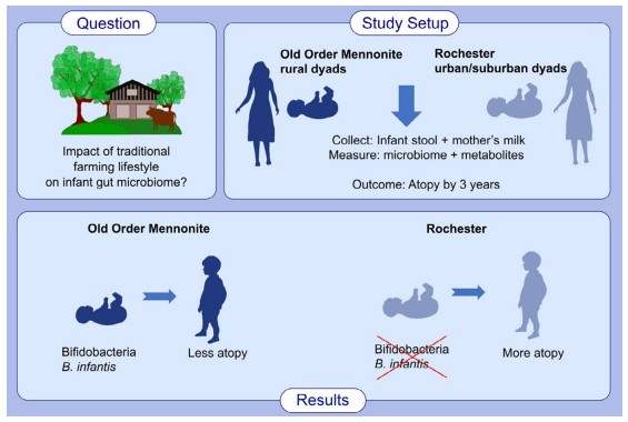 info graphic - OOM infants have a different gut microbiome composition infancy, dominated by Bifidobacterium infantis.