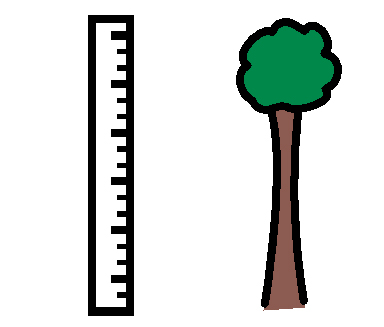 Ruler next to a tree