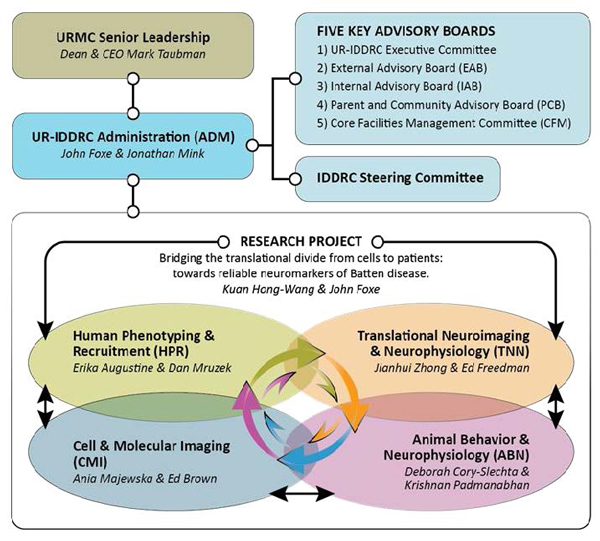IDDRC Organizational Chart Image