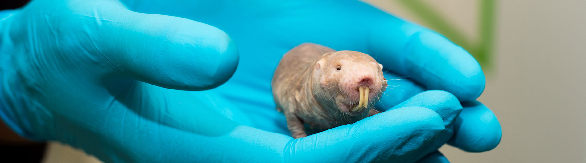 naked mole rat in gloved hand