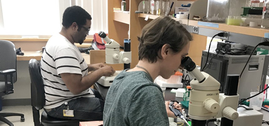 GDSC Students Working in the Labs